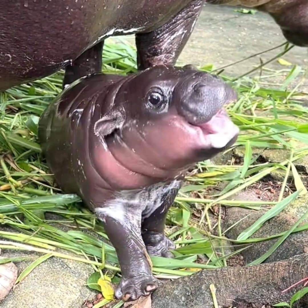 หมูเด้งตอนเด็ก