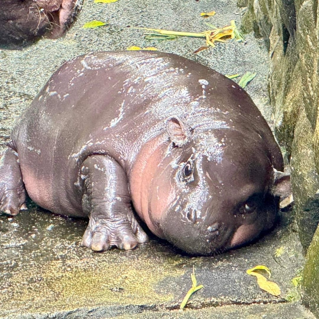 หมูเด้งนอนอ้วน