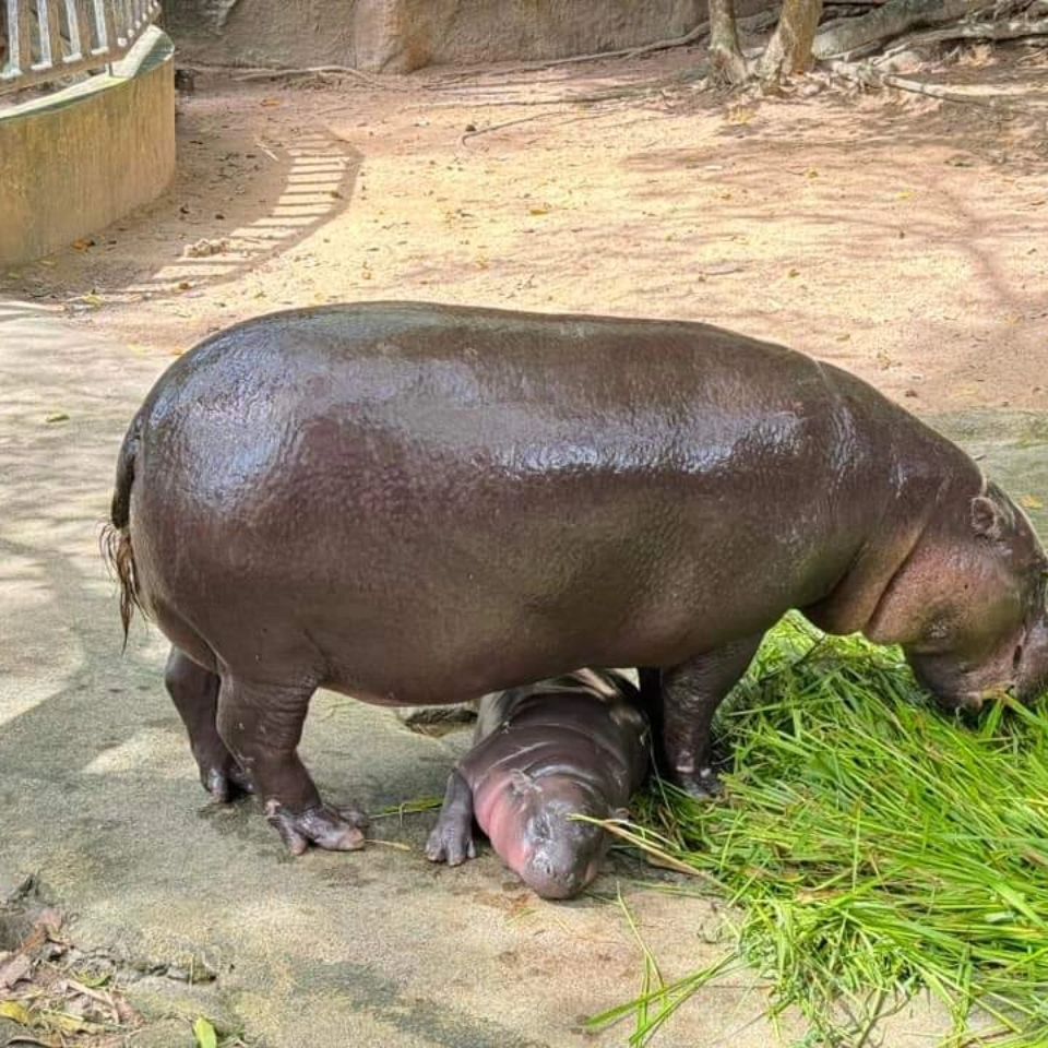 หมูเด้งอยู่กับแม่