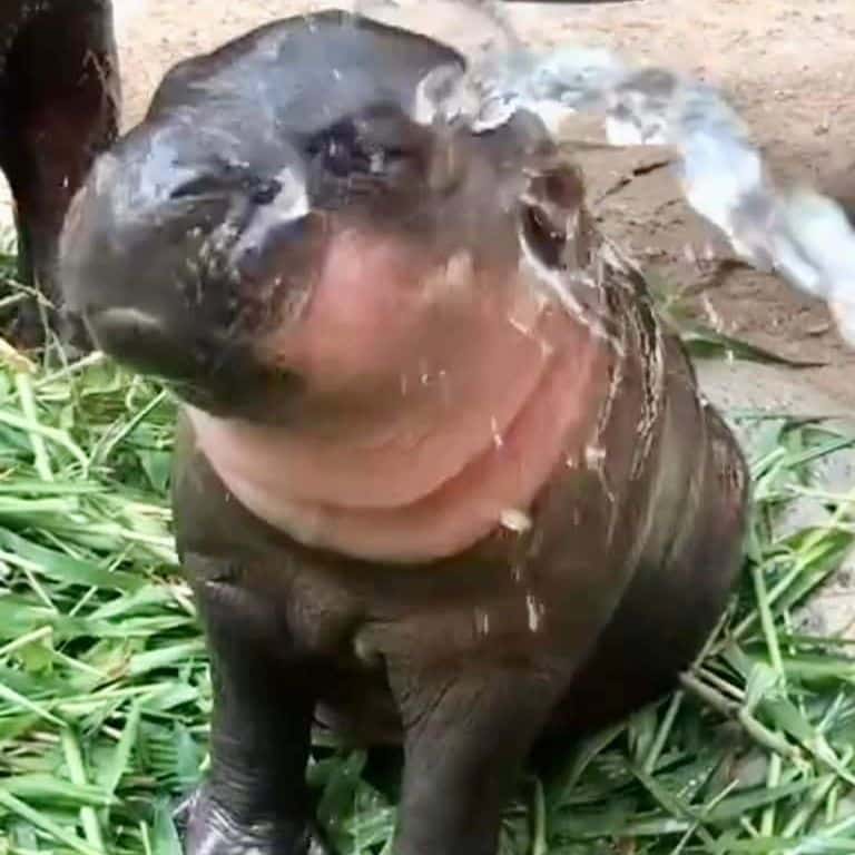 หมูเด้งอาบน้ำ