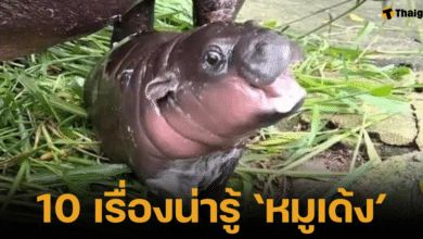 "หมูเด้ง" ฮิปโปแคระที่สวนสัตว์เขาเขียว เป็นตัวแทนของสัตว์ใกล้สูญพันธุ์ที่น่ารักและมีเสน่ห์ การไปเยี่ยมชมเขาไม่เพียงแต่จะสร้างความสุขและความประทับใจ แต่ยังเป็นการสนับสนุนการอนุรักษ์สัตว์ป่าและสร้างความตระหนักถึงความสำคัญของการรักษาสิ่งแวดล้อมอีกด้วย