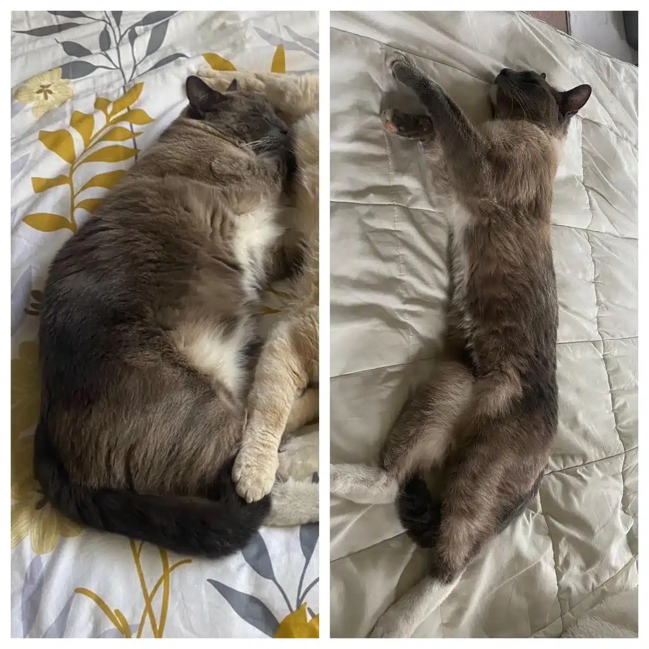 เรย์น โบ ผอมโซ เหลือน้ำหนักแค่ครึ่งเดียว เท้าเต็มไปด้วยแผล