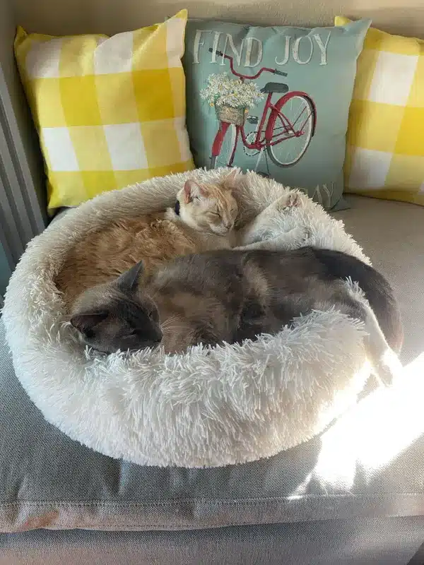 ตอนนี้เรย์น โบ กลับมาอยู่พร้อมหน้ากับสตาร์ จัสมิน และแม็กซ์ แมวตัวใหม่ที่รับมาเลี้ยงเป็นเพื่อนสตาร์ตอนเรย์น โบ หายไป