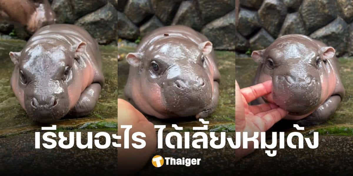 ตอบสงสัย อยากทำงานสวนสัตว์-ดูแลสัตว์ ใกล้ชิด 'หมูเด้ง' ต้องเรียนจบอะไร