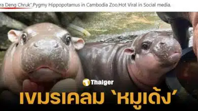 ชาวเน็ตเขมร เคลมว่าหมูเด้งเป็นฮิปโปแคระที่สวนสัตว์กัมพูชา คนไทยคอมเมนต์สนั่นนี่สัตว์ของไทยอยู่ที่เขาเขียว