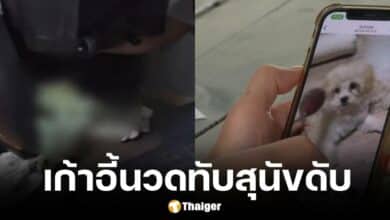 สุนัขดับเพราะเก้าอี้นวด เซ็นเซอร์ทำงานผิดพลาด