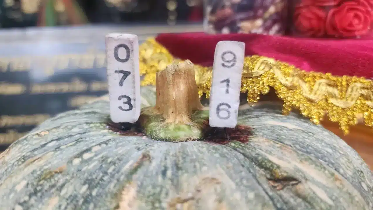 &quot;ปุยฝ้าย AF&quot; จุดธูปมงคล 2 ดอก