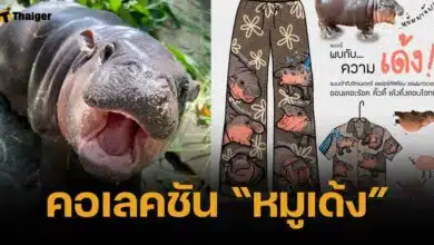 เอฟซีเตรียมเอฟ "กางเกงน้องหมูเด้ง" ฮิปโปแคระขวัญใจสวนสัตว์เปิดเขาเขียว