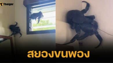 ฝรั่งอึ้ง พบ "สิ่งมีชีวิตประหลาด" บุกห้องน้ำตอนจะปลดทุกข์ ทำเอาหน้าซีด