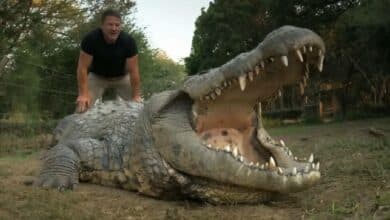 เฮนรี่ จระเข้ แก่ที่สุดในโลก 124 ปี