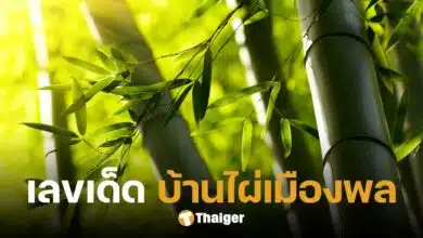 มาแล้ว เลขเด็ด 'บ้านไผ่ เมืองพล' แนวทางเลขท้าย 2 ตัว งวด 16 ก.ย. 67