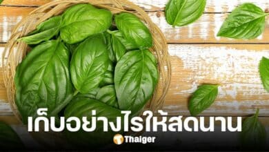 เปิดวิธีเก็บ 'ใบโหระพา' ให้สดนาน-คงรสชาติ ย้ำ ห้ามแช่ตู้เย็น