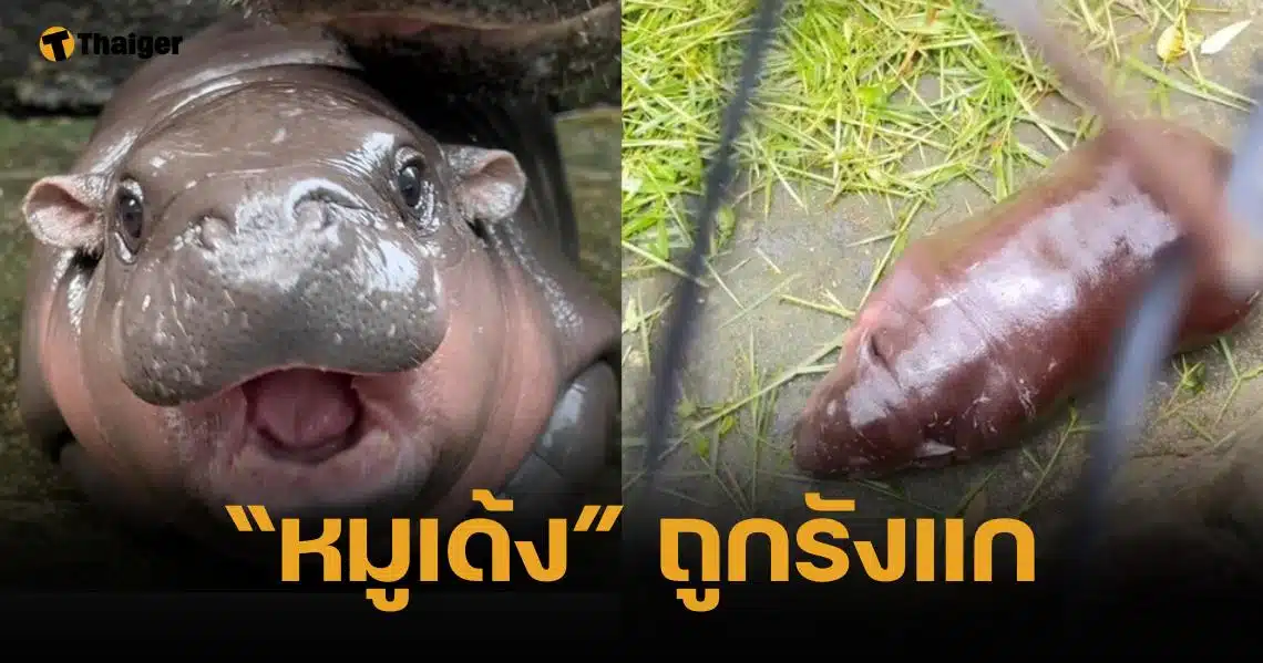 ไม่น่ารัก มือดีรังแก "หมูเด้ง" ปาของใส่ ผอ. สั่งตั้งกฏเหล็กป้องกัน-ดำเนินคดี