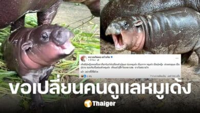ทนายงง แฟนคลับร้องให้เปลี่ยนคนดูแล 'หมูเด้ง' เหตุน้องเป็นผญ. ไม่อยากให้แตะตัว