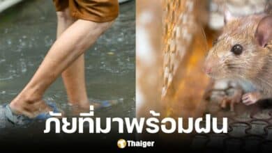 โรคฉี่หนูระบาดในภาคอีสาน