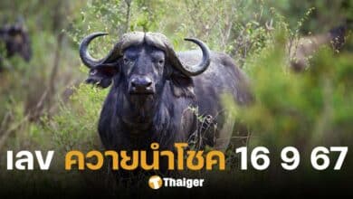 เลขเด็ด 'ควายนำโชค' ใบจริง แนวทางลอตเตอรี่ 16 ก.ย. 67 จัดเต็มเลขชุด 2 ตัว