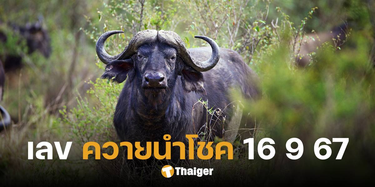 เลขเด็ด 'ควายนำโชค' ใบจริง แนวทางลอตเตอรี่ 16 ก.ย. 67 จัดเต็มเลขชุด 2 ตัว