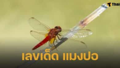 เลขเด็ด หวยแมงปอ งวด 16 ก.ย. 67