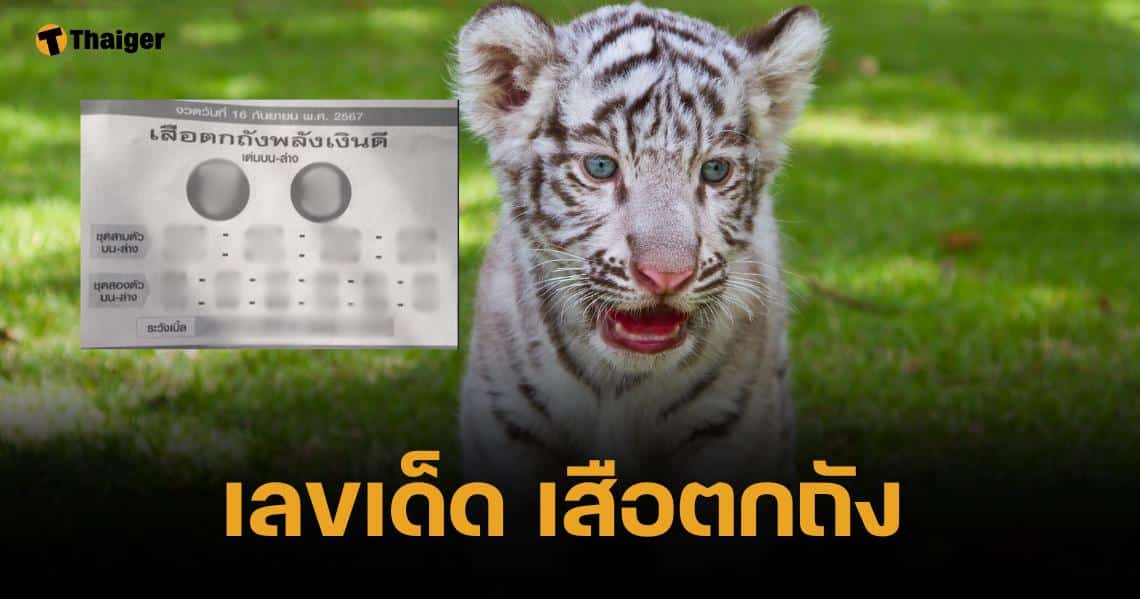 เลขเด็ด เสือตกถังพลังเงินดี 16 กันยายน 2567 แนวทางสลากกินแบ่งฯ | Thaiger ข่าวไทย