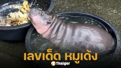 เลขเด็ด น้องหมูเด้ง งวด 16 ก.ย. 67