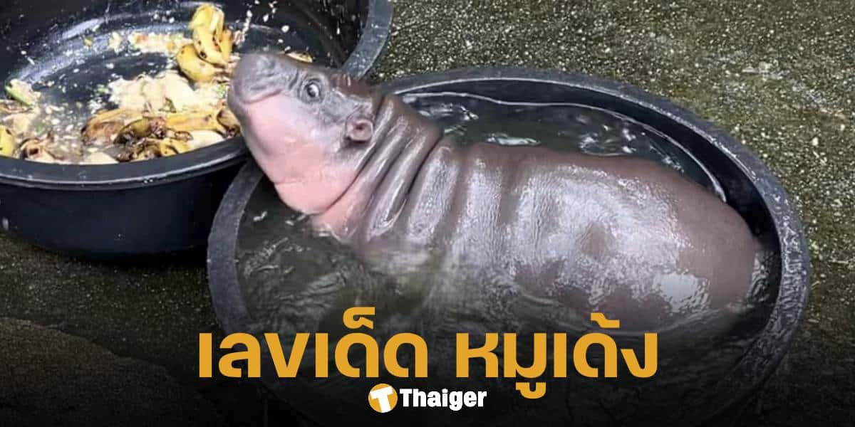 เลขเด็ด หมูเด้ง ลูกฮิปโปแคระ วันเกิด-อายุ เลขดังหาซื้อยาก | Thaiger ข่าวไทย