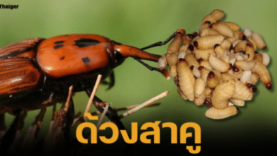 รู้จัก "ด้วงสาคู" แมลงกินได้ของดีเมืองไทย เพชรเม็ดงามแห่งวงการอาหารโลก กำลังเปล่งประกายในฐานะสัตว์เศรษฐกิจดาวรุ่ง