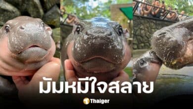 ผู้ดูแลหมุเด้งเผยอนาคตอาจต้องย้ายไปที่อื่น