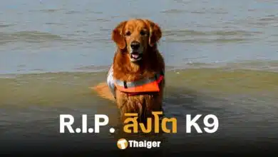อาลัย 'สิงโต' สุนัขกู้ภันฮีโร่ K9 กลับดาวแล้ว หลังปฏิบัติงานนาน 11 ปี