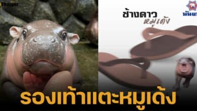 นันยางออกสินค้าใหม่ รองเท้าแตะ ช้างดาว รุ่นหมูเด้ง