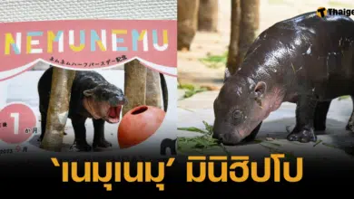 มินิฮิปโปจากโอซาก้า น้องเนมุเนมุ