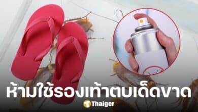 ห้ามใช้รองเท้าแตะตบ "แมลงสาบ" รู้เหตุผลมีอึ้ง ขยะแขยงกว่าเดิม