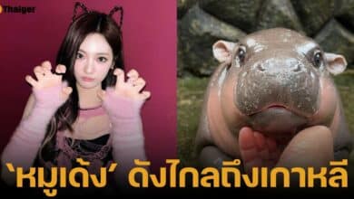 หนิงหนิง สมาชิกวงเอสป้า แชร์รูปหมูเด้ง