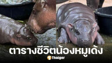 เปิดตารางชีวิต 'หมูเด้ง' ตื่นตอนไหน กินกี่โมง เช็กให้ชัวร์ ก่อนไปชมความน่ารัก