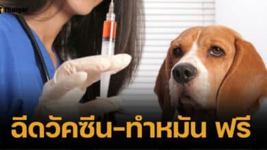 เปิดพิกัด "ฉีดวัคซีนพิษสุนัขบ้า-ทำหมัน" หมาแมวฟรี ก.ย-ต.ค. นี้