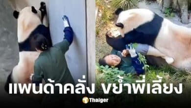 แพนด้ายักษ์ขย้ำพี่เลี้ยงเพราะตกใจเสียงประตูดัง