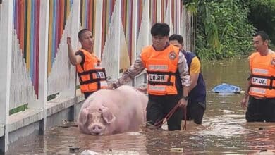 บำเรอ หมูน้ำท่วมเชียงราย