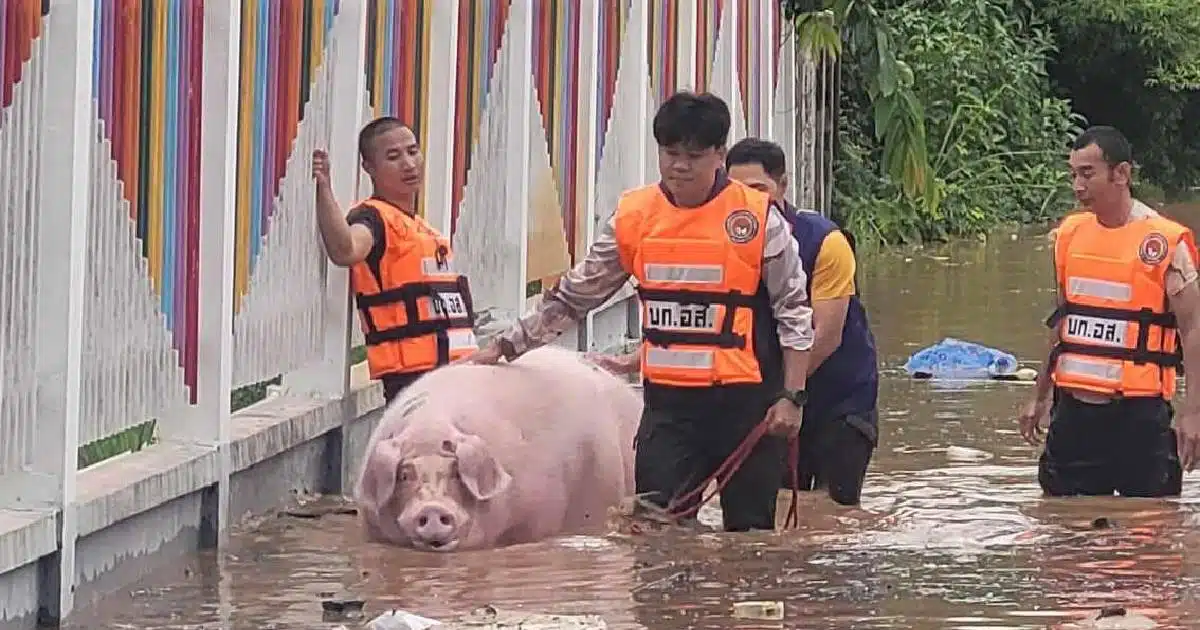 บำเรอ หมูน้ำท่วมเชียงราย