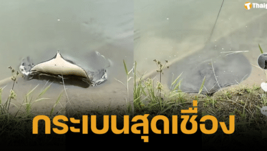 เผยภาพน่ารัก ปลากระเบนสุดเชื่อง โผล่พ้นน้ำเล่นกับคน ชาวเน็ตติงห่วงอันตราย