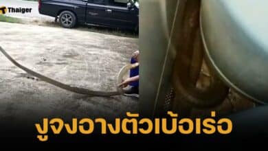 งูจงอางซุกตัวอยู่ในห้องน้ำ