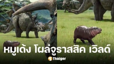 เกินต้าน 'จูราสสิค เวิลด์' ตัดต่อภาพ 'หมูเด้ง' โผล่กลางดงไดโนเสาร์ในหนังดัง