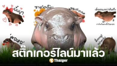 เกินห้ามใจ สติ๊กเกอร์ไลน์ 'หมูเด้ง' เปิดให้ซื้อแล้ววันนี้ รายได้นำไปสนับสนุนสวนสัตว์