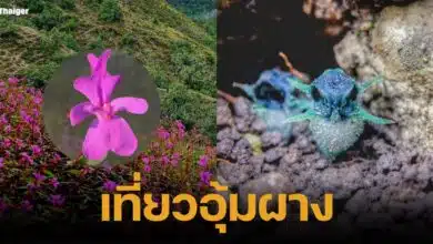 อุ้มผางสะพรั่ง ชมทุ่งดอกเทียนปีกผีเสื้อ-พิศวงตานกฮูก เฉพาะดอยหัวหมด