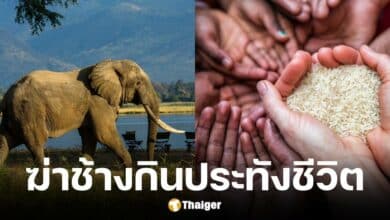 ซิมบับเวฆ่า 200 ตัว เพื่อนำไปเลี้ยงประชาชนที่หิวโหยจากภัยแล้ง