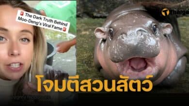 โจมตีสวนสัตว์เปิดเขาเขียว เลี้ยงน้องหมูเด้ง เพื่อยอดวิว