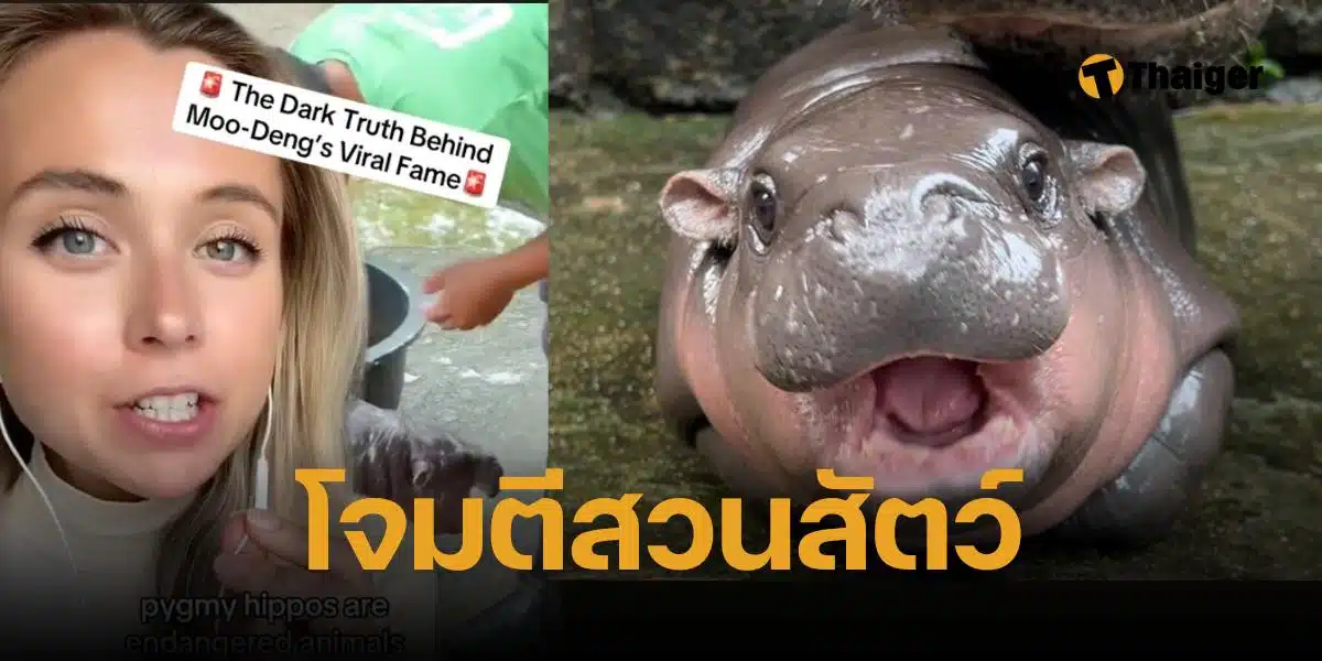 โจมตีสวนสัตว์เปิดเขาเขียว เลี้ยงน้องหมูเด้ง เพื่อยอดวิว