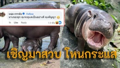 หมูเด้งโหนกระแส