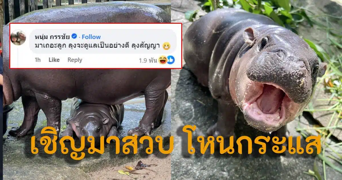 หมูเด้งโหนกระแส