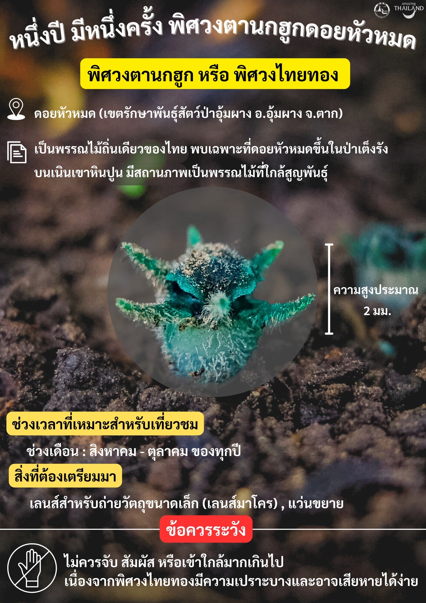 พิศวงตานกฮูก หนึ่งปีมีครั้งเดียว