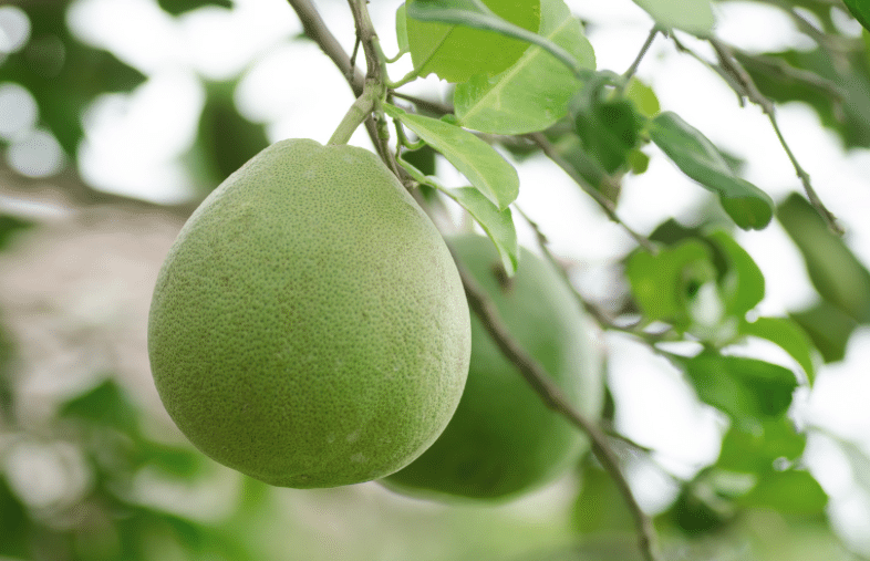 ส้มโอผูกป้ายสีแดงไหว้เจ้า