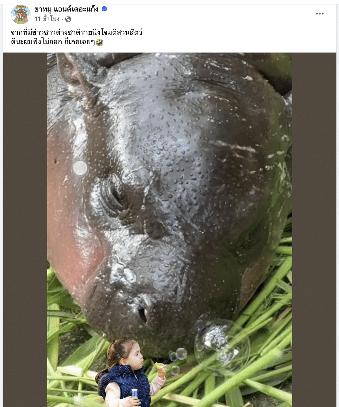 คนเลี้ยงน้องหมูเด้งออกมาเคลื่อนไหว